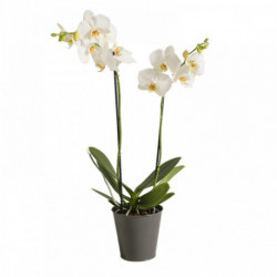 Orchidée Candide